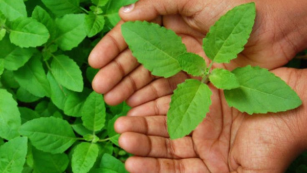 Tulsi or Holy basil for radiant skin