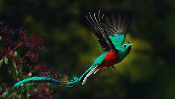 Resplendent Quetzal