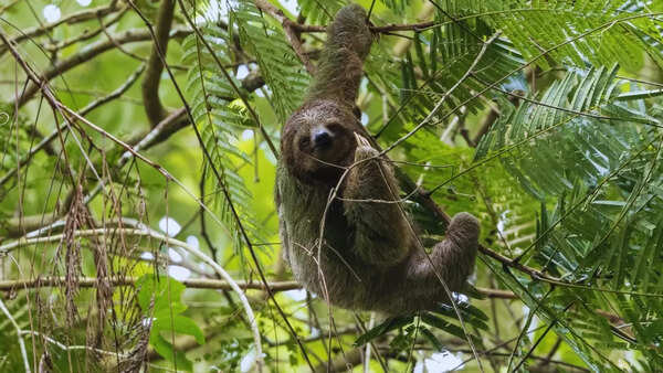 Sloth in Costa Rica