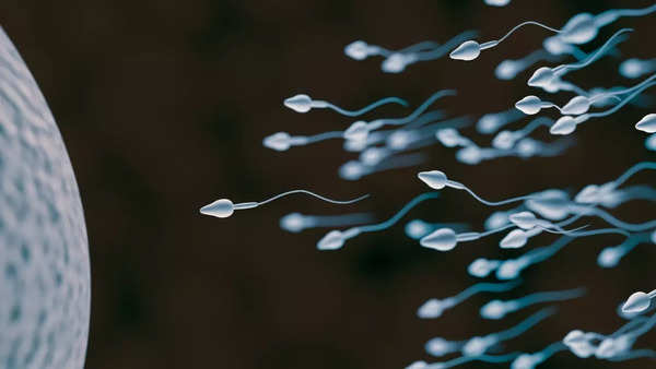 sperm