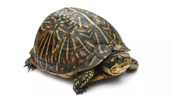 Turtle
