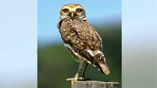 Owl