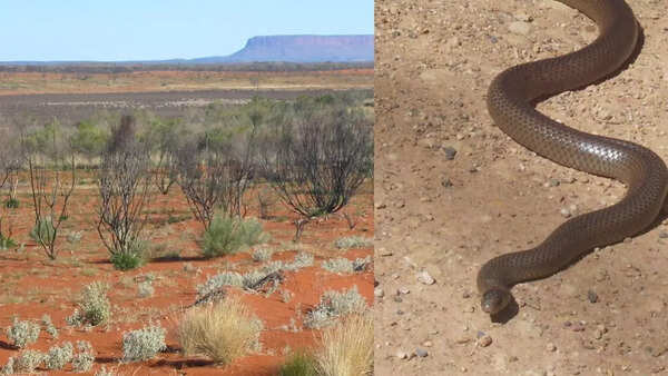 Australia's Outback