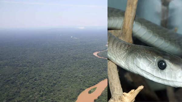 The Congo Basin, Central Africa