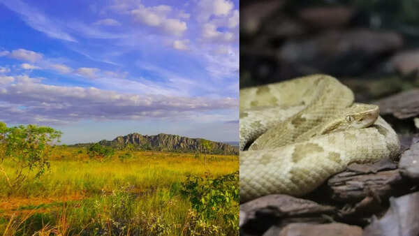 The Brazilian Cerrado