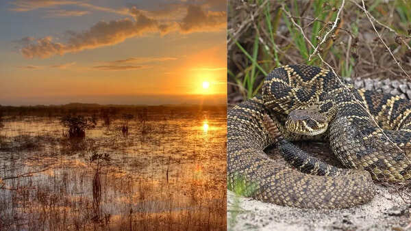 Everglades, USA