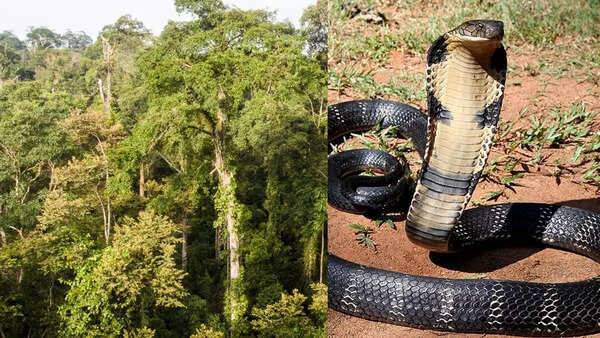 The Borneo Rainforest, Southeast Asia