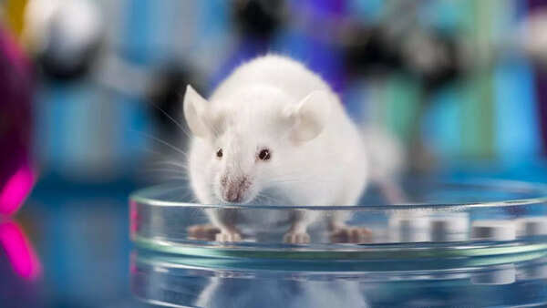 transgenic mice 2