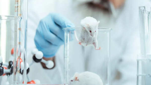 transgenic mice 3