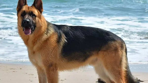 German Shepherd