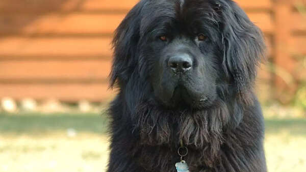 Newfoundland