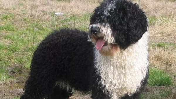 Spanish Water Dog