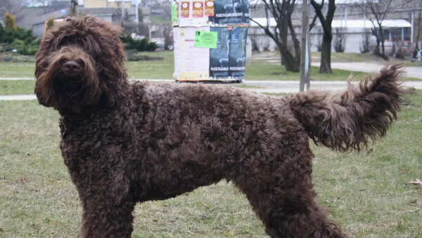 Barbet