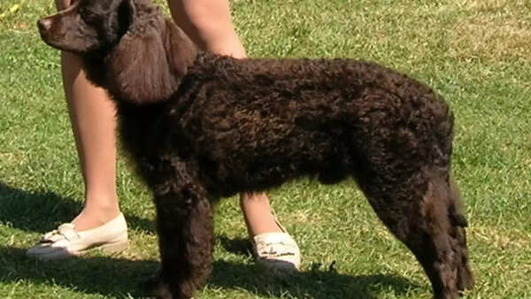 American Water Spaniel