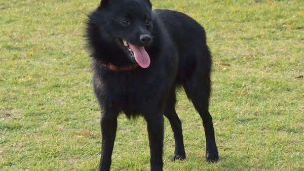 Schipperke