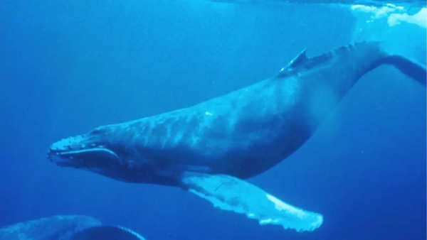 Whale