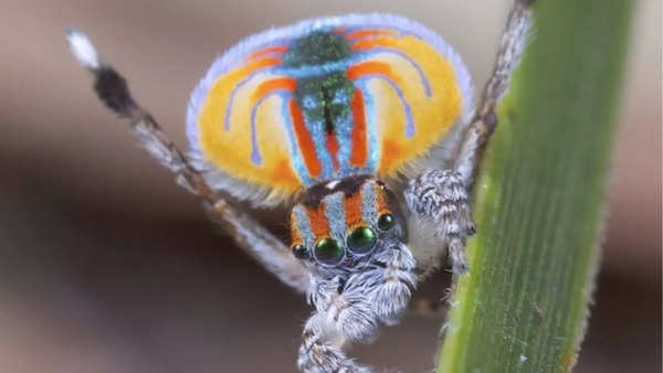 Peacock spider