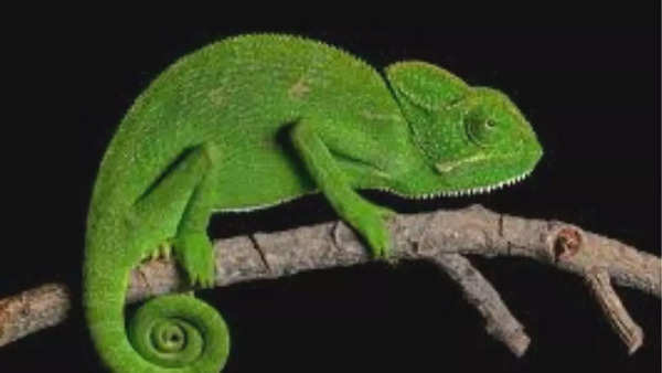 Chameleon