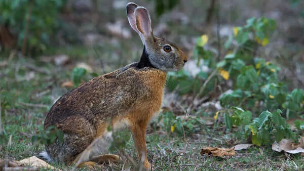 Hare