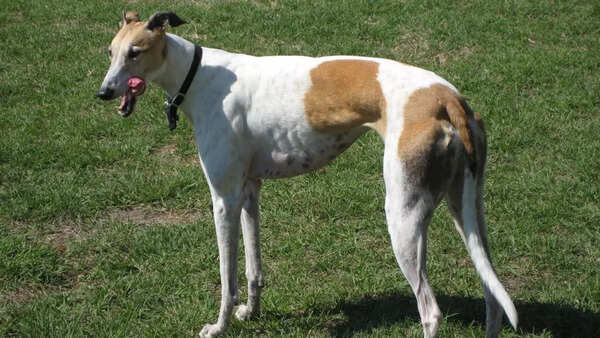 Greyhounds
