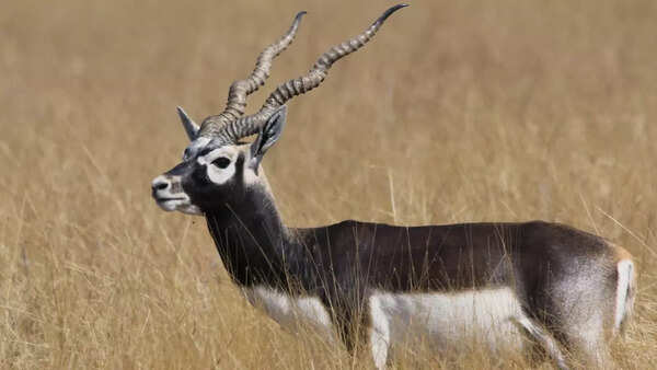 Blackbuck
