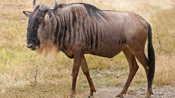 Wildebeest
