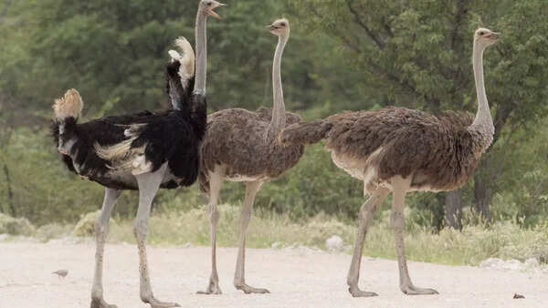 Ostrich
