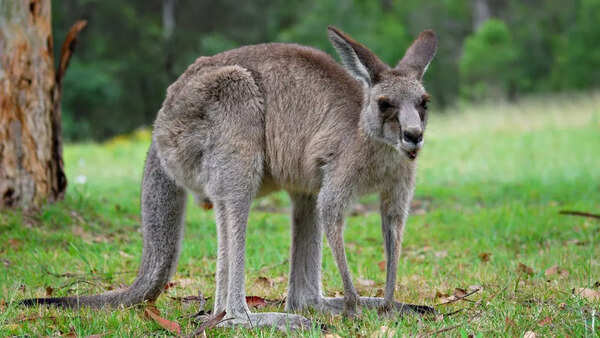 Kangaroo