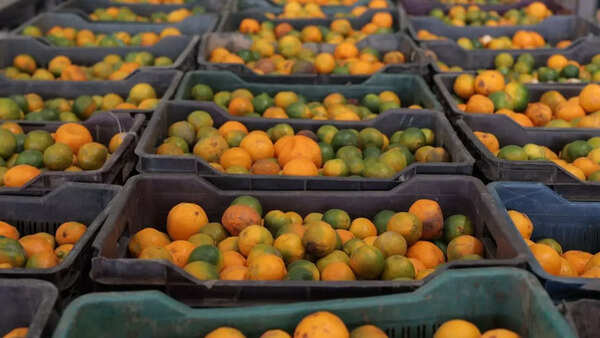 oranges