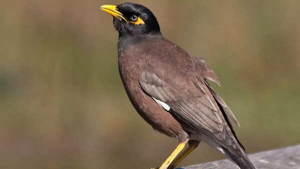 Myna birds