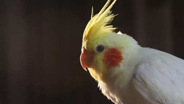 Cockatiels