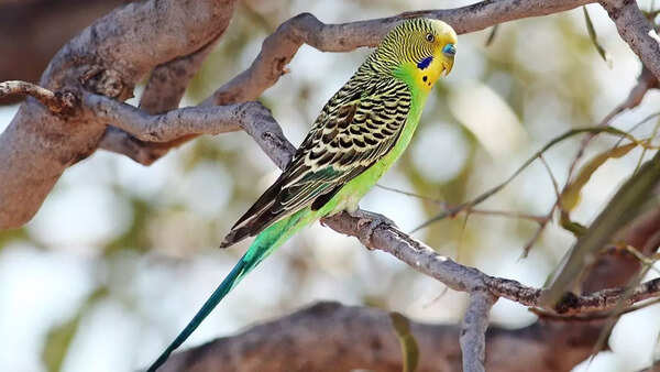 Budgerigars (Budgies)