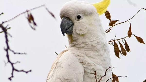Cockatoos