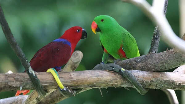 Eclectus parrots