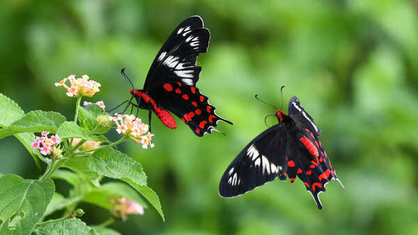 butterfly