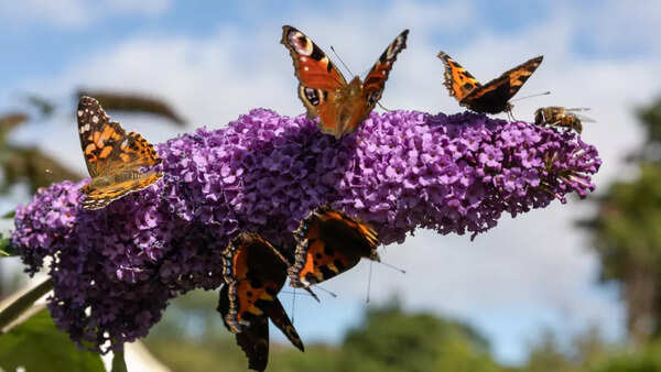 butterfly