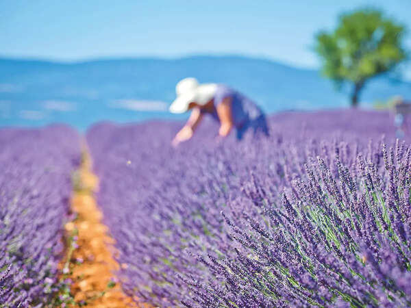 Lavender