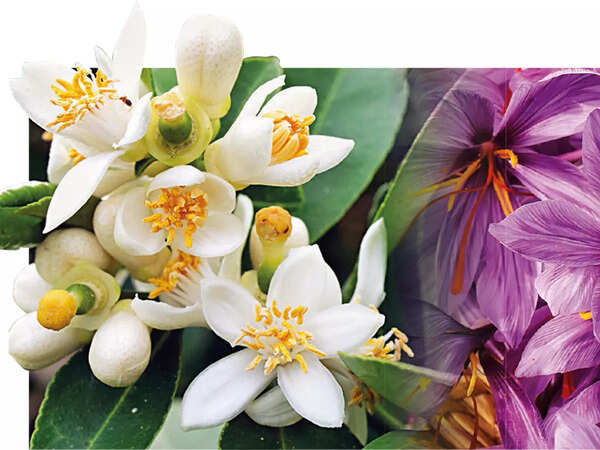 Flora