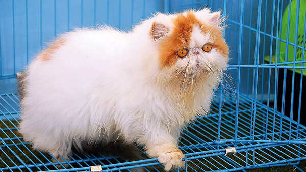 Blue the Persian cat was pet by almost everyone