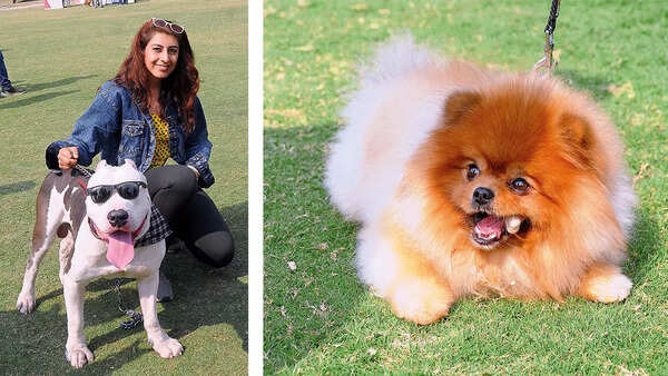 (L) Pavitra Arora with Mafia, an American Bully (R) Golu, the Toy Pom enjoyed his treats