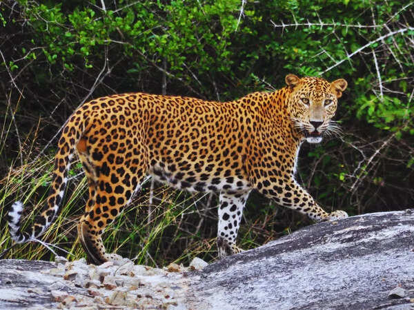 Leopard