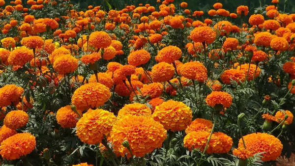 Marigold: a pretty lizard repellent