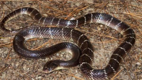 Indian Krait is a nocturnal being