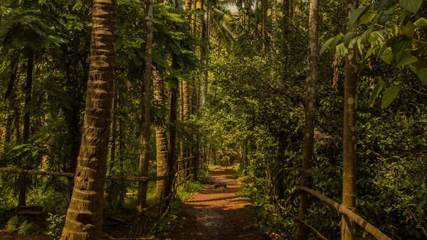 Visit a spice plantation