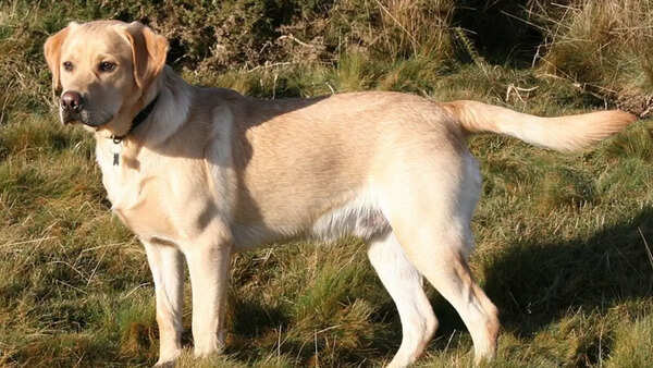 Labrador Retriever