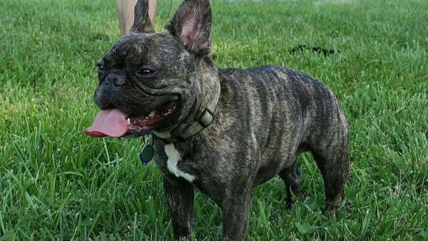 French Bulldog