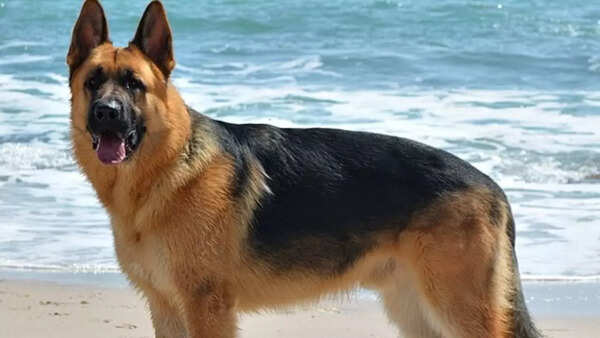 German Shepherd