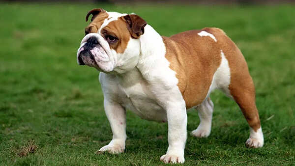Bulldog