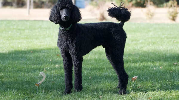 Poodle