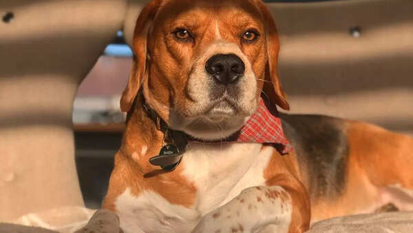 Beagle